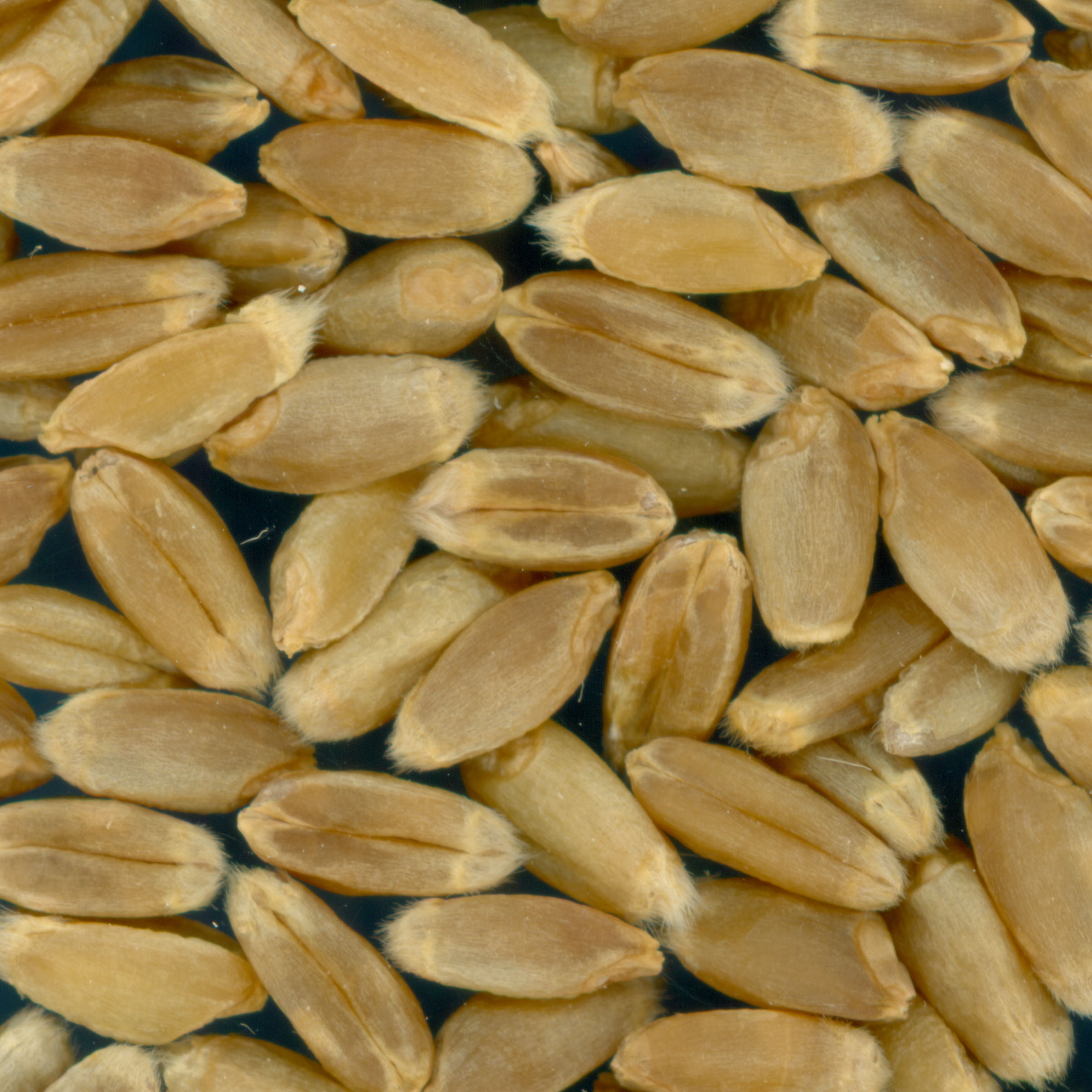 KERNELS